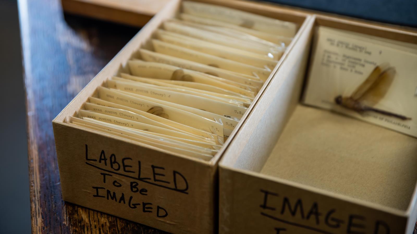 Two boxes of insect slides from the Academy of Natural Sciences Entomology collection.