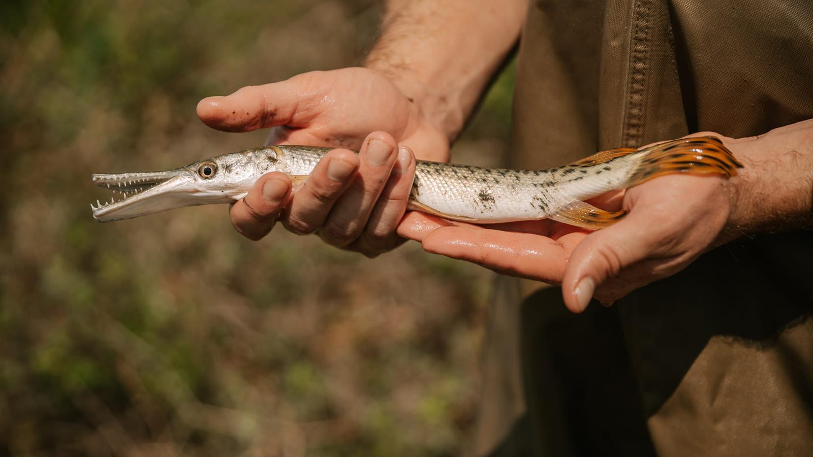 A fisheries scientist holding a fish,