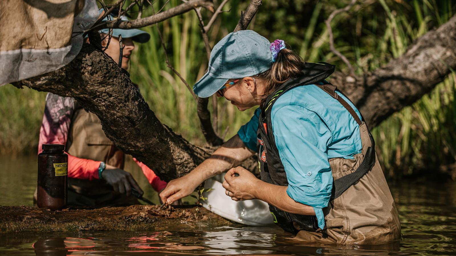 Two fisheries scientists collecting specimens from a river.