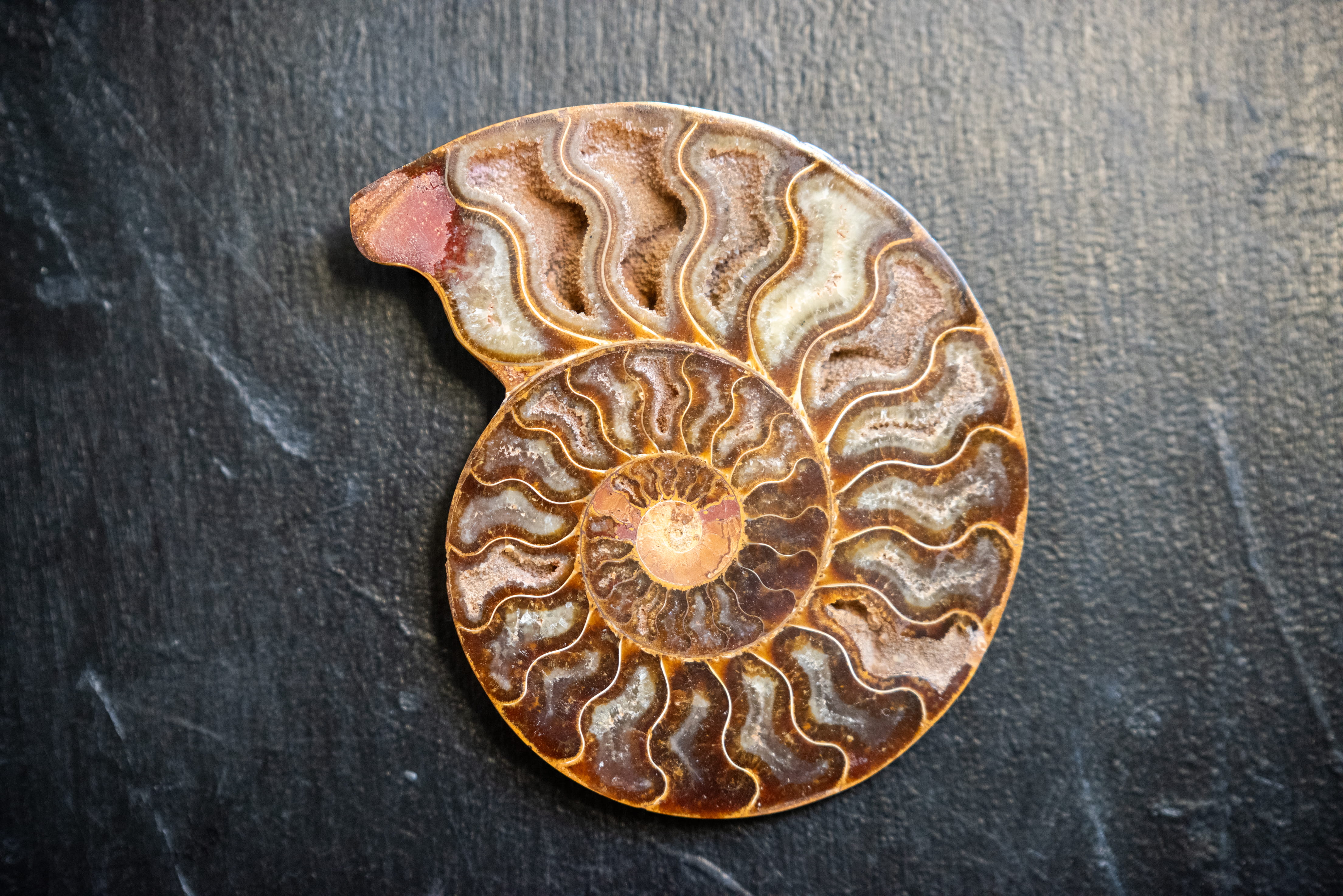 A cross section of an ammonite. 