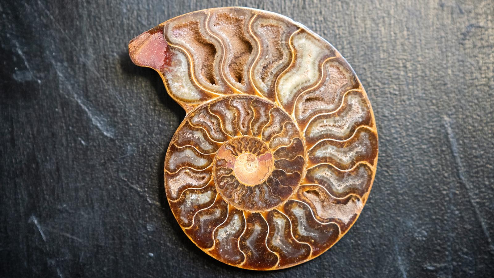 A cross section of an ammonite. 