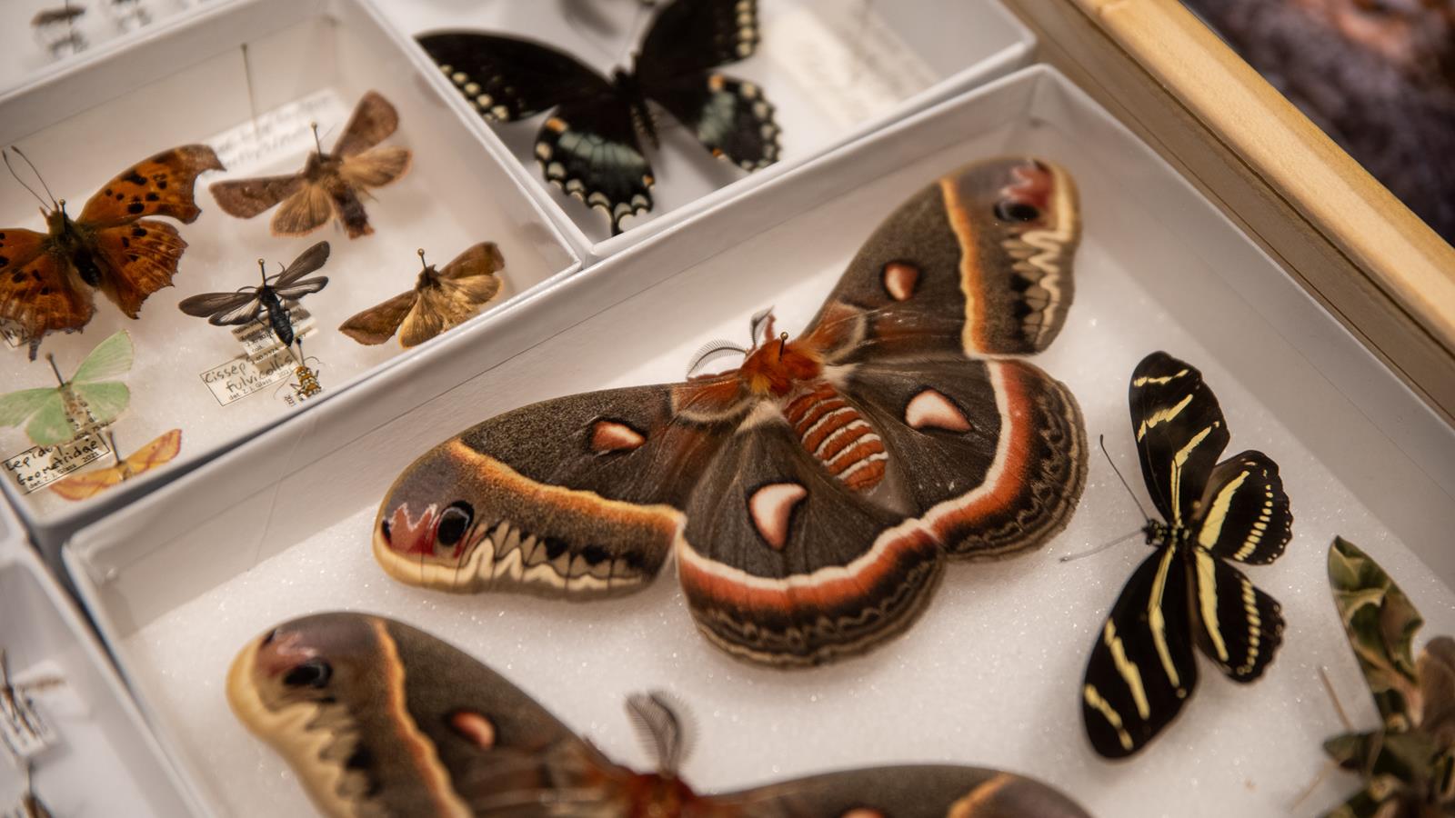 A group of moths pinned in a collection.