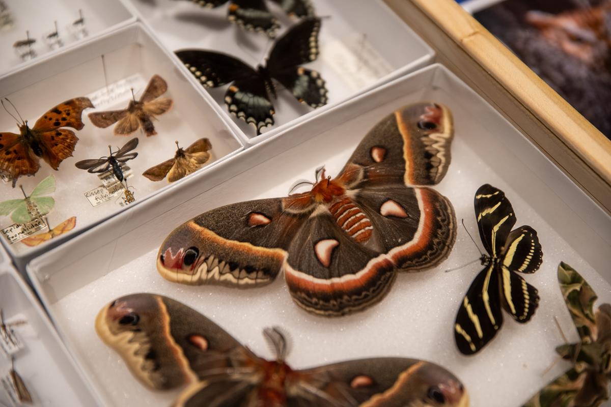 A group of moths pinned in a collection.
