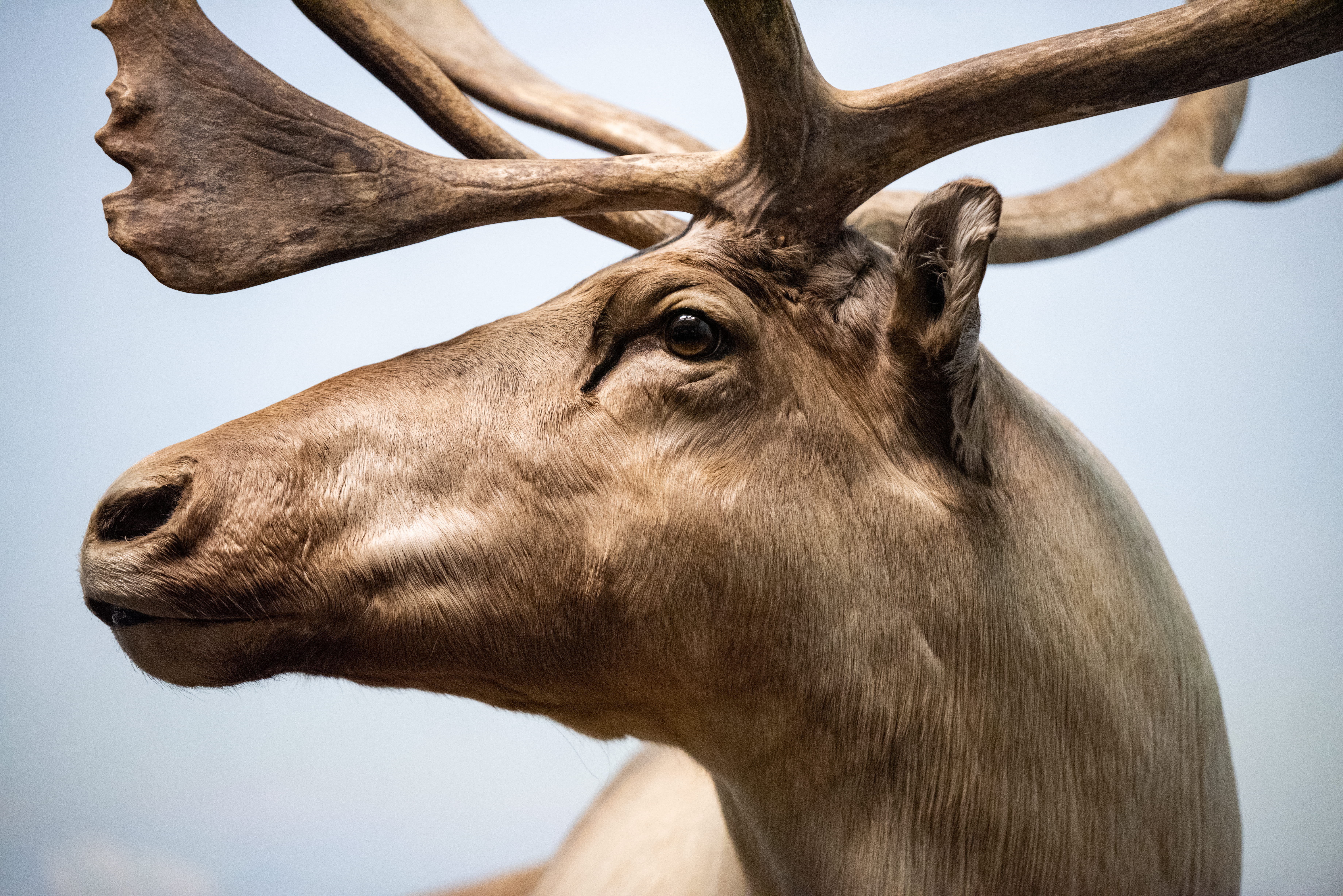 A close-up of a caribou.