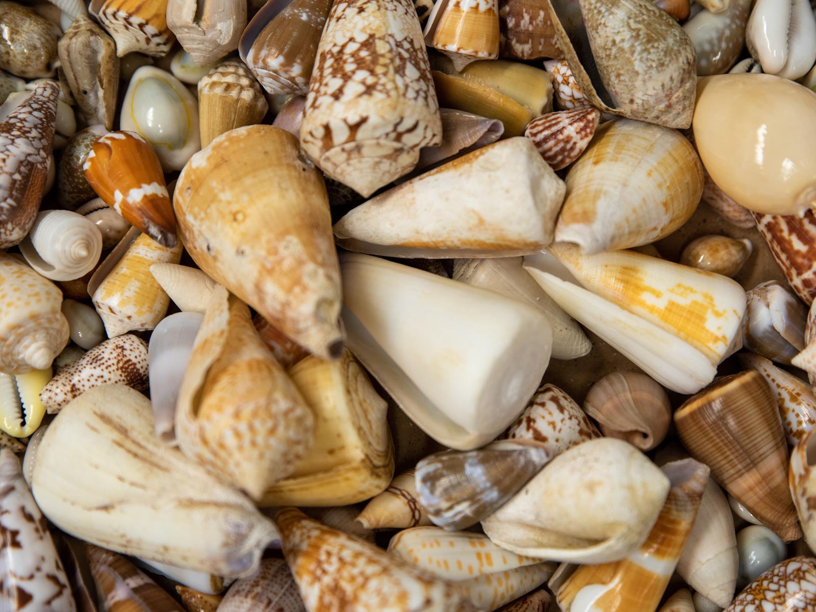 Several shells grouped together.