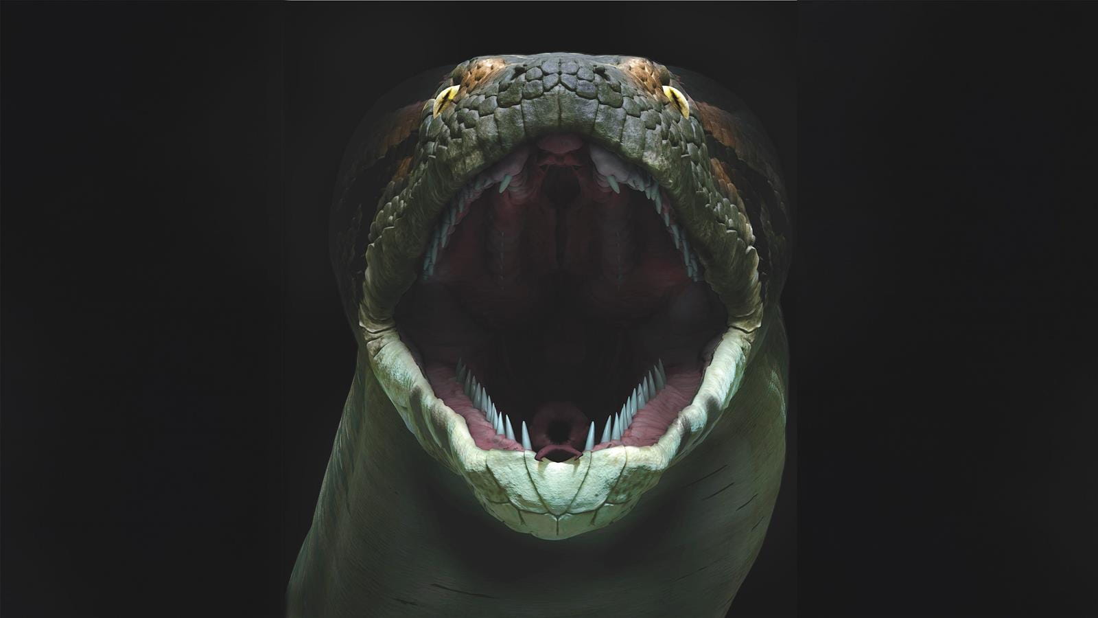 An artist rendered image of a titanaboa from the exhibit. Titanaboa: Monster Snakes