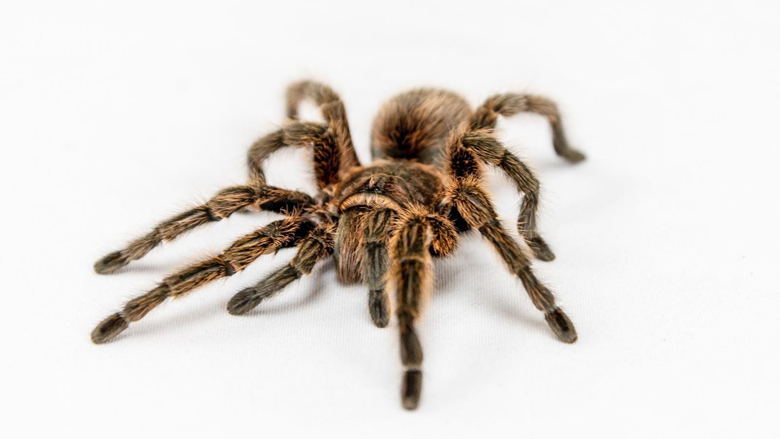 A Mexican red knee tarantula on a white background.
