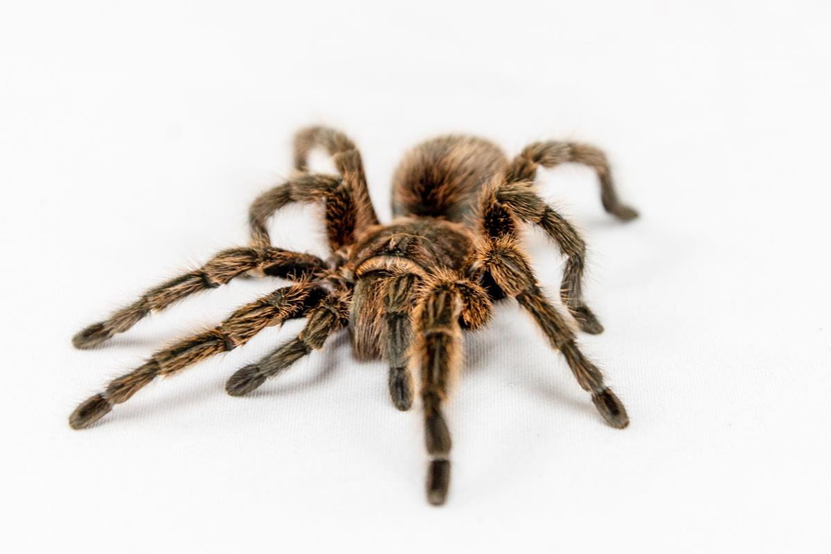 A Mexican red knee tarantula on a white background.