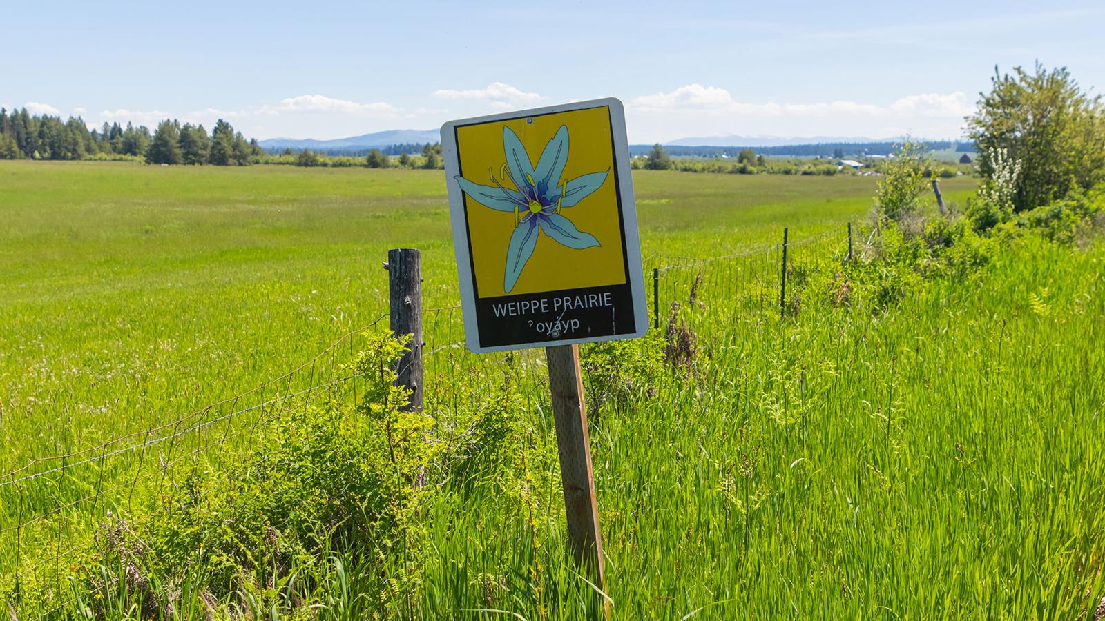A field during a sunny day with a sign that says "Weippe Prairie, oyayp"
