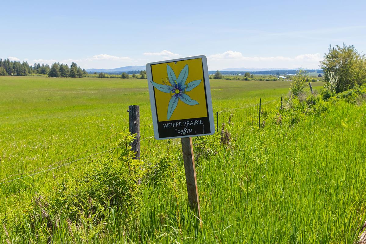 A field during a sunny day with a sign that says "Weippe Prairie, oyayp"
