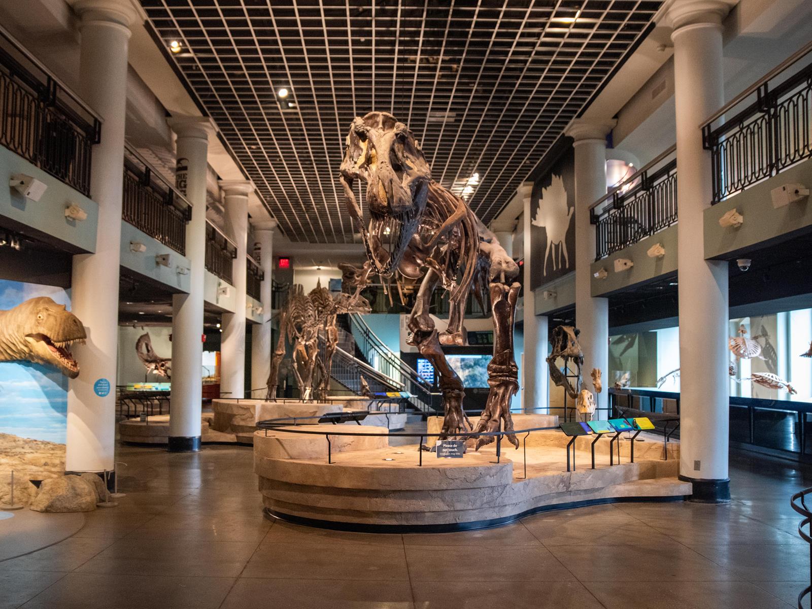 Dinosaur Hall with T-rex standing in the middle of the hall.