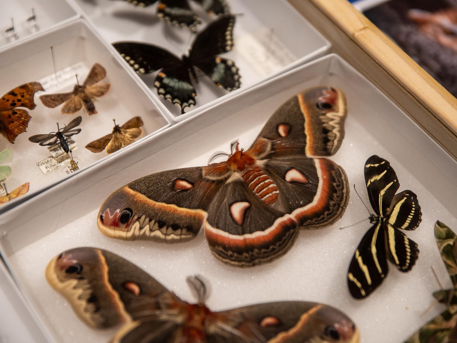 Several different types of moths and butterflies encased in a display box.