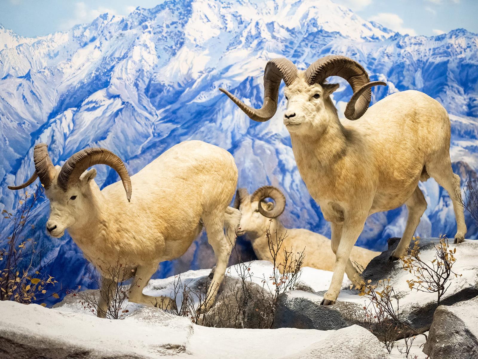 Dall Sheep standing on a mountain.