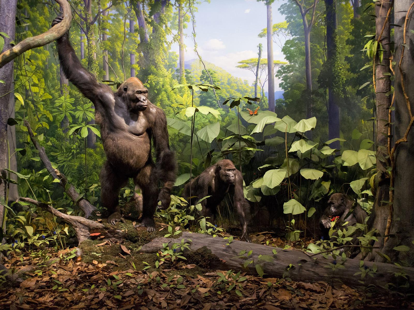 Two gorillas standing in the jungle.