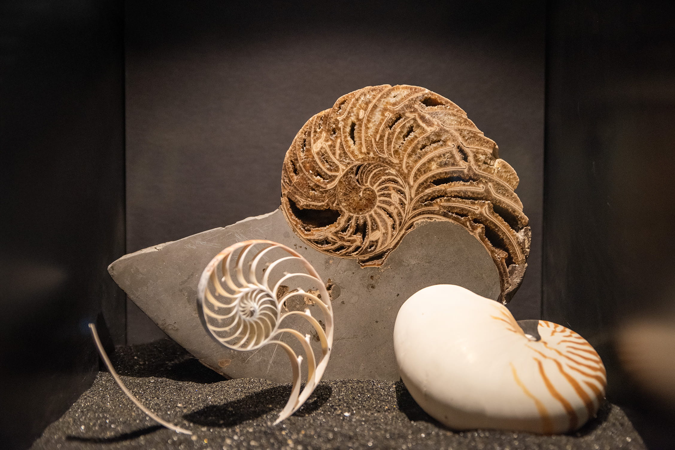 Three different shell specimens on display at the Academy of Natural Sciences of Drexel University.