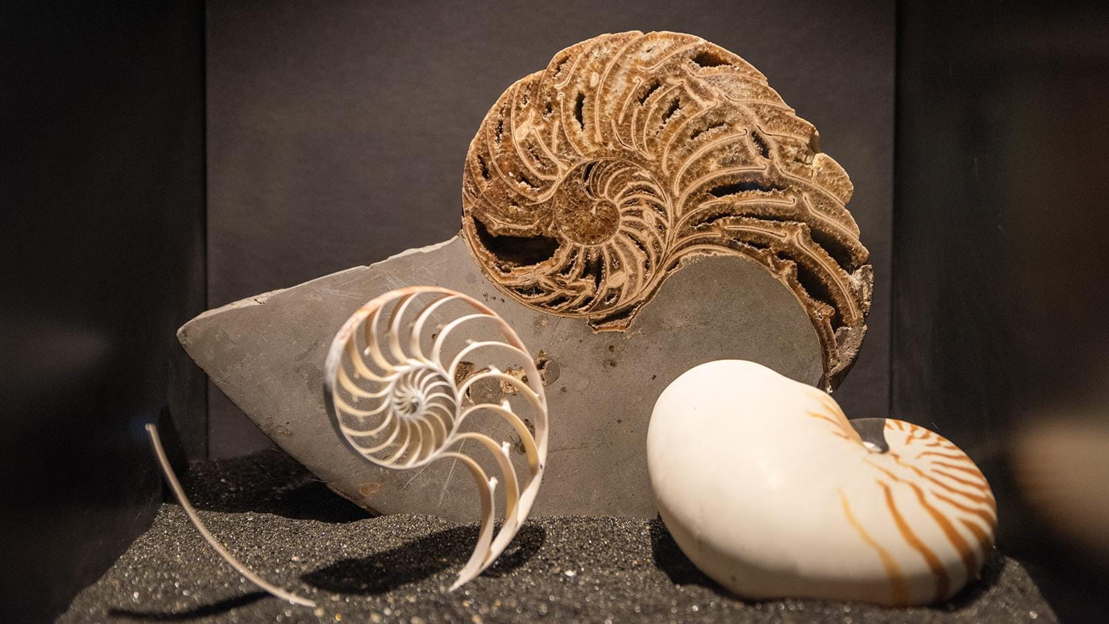 Three different shell specimens on display at the Academy of Natural Sciences of Drexel University.