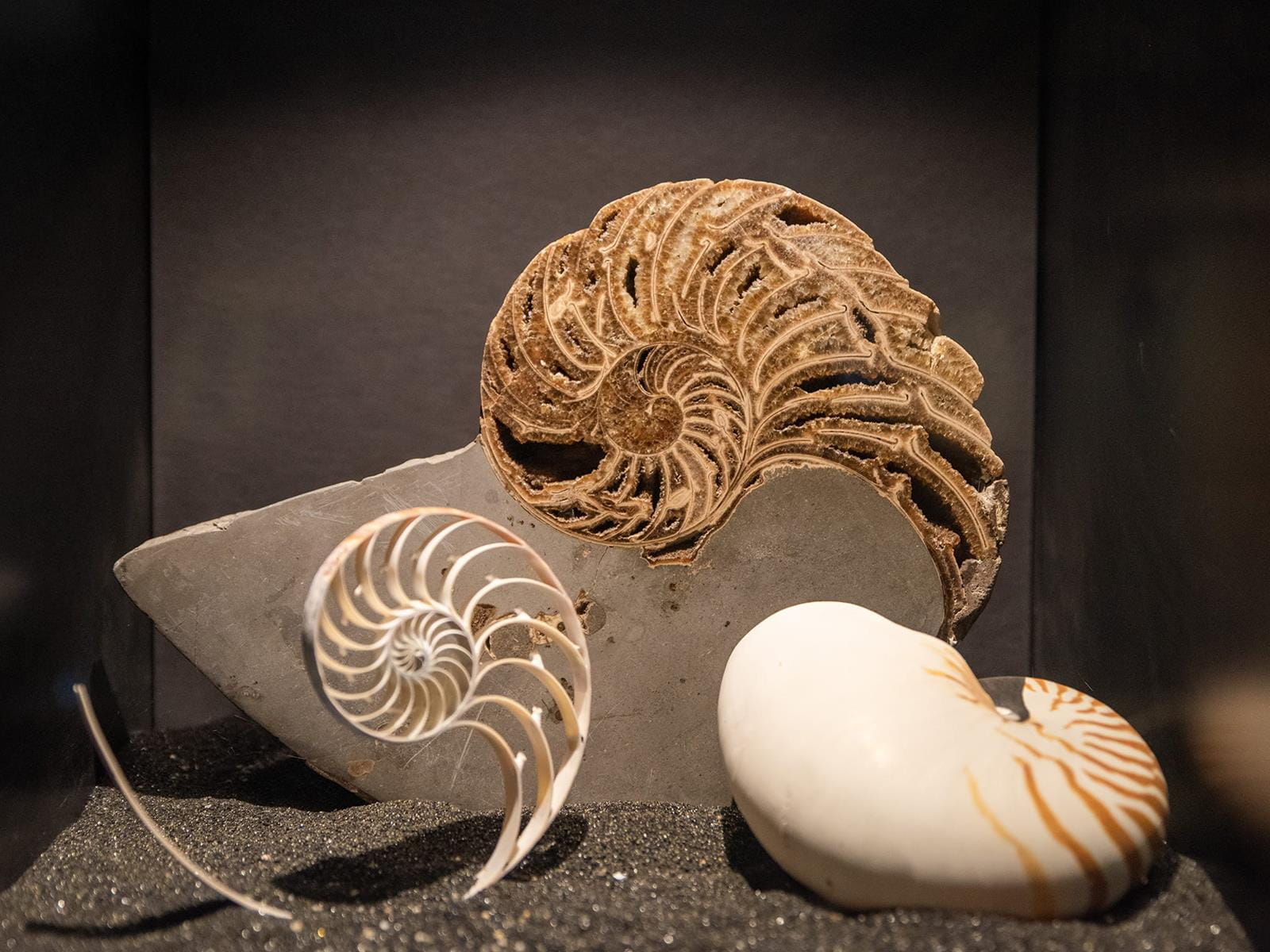 Three different shell specimens on display at the Academy of Natural Sciences of Drexel University.