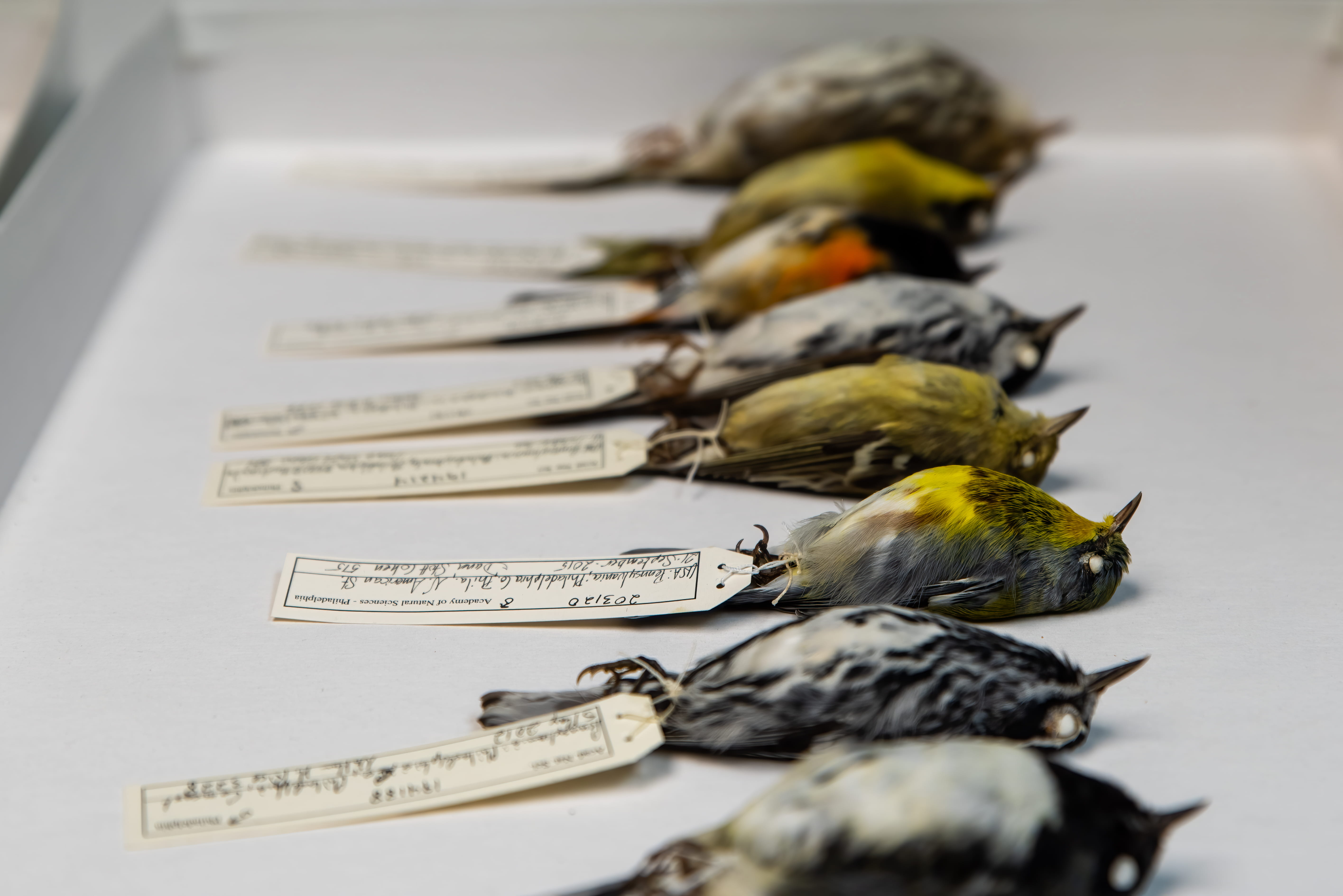 Several different colored birds that have been collected and have data tags attached to their foot.