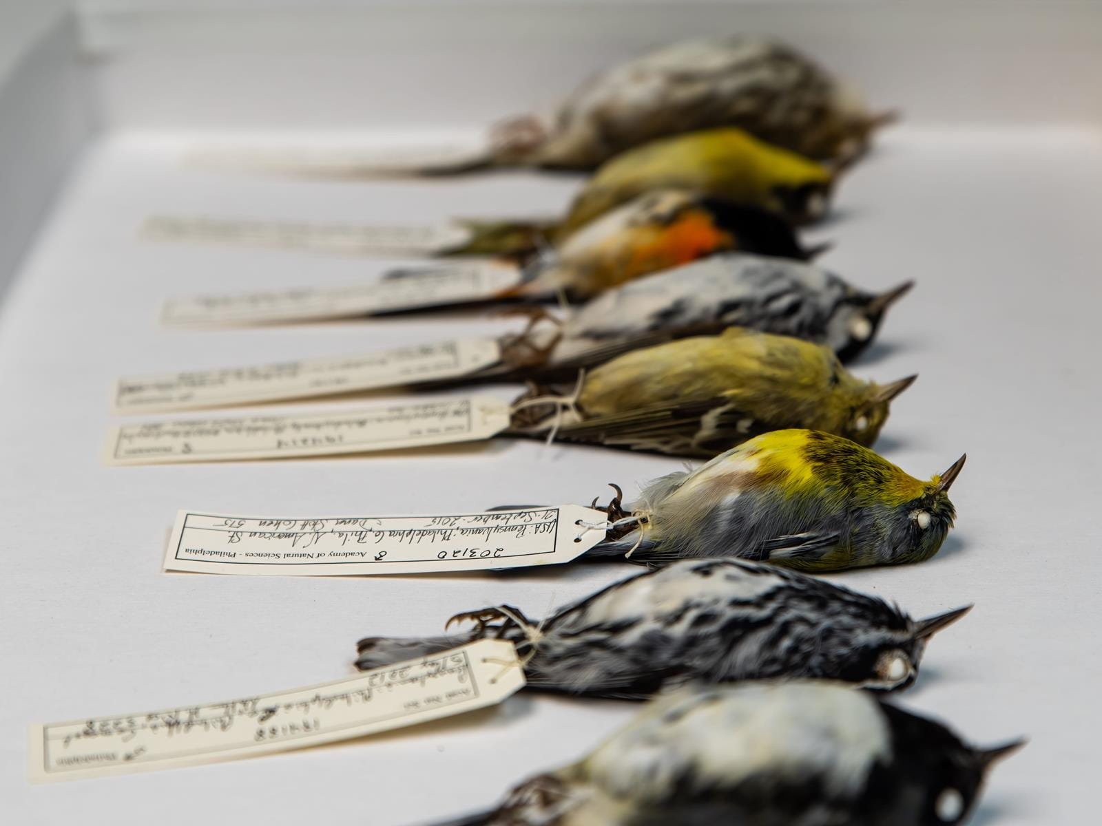 Several different colored birds that have been collected and have data tags attached to their foot.