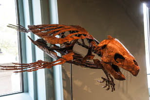 a skeleton of a sea turtle suspended on a wire