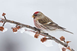 Common Redpoll