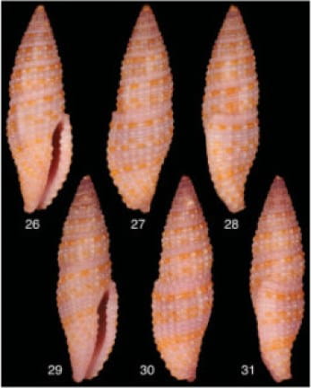 T. abelai shells. For a full set of images, click here.