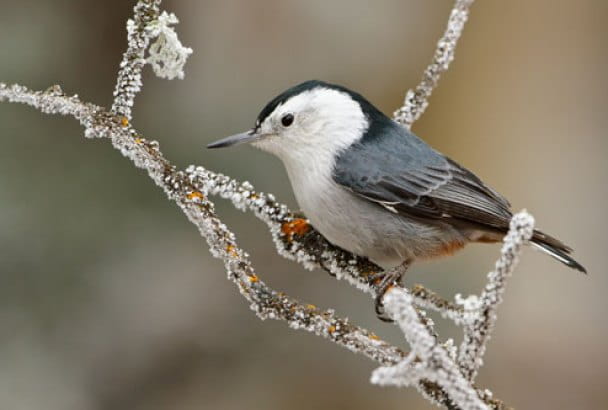 White-breasted-Nuthatch-b57-14-185_3