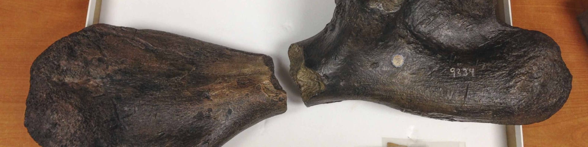 two pieces of a turtle bone