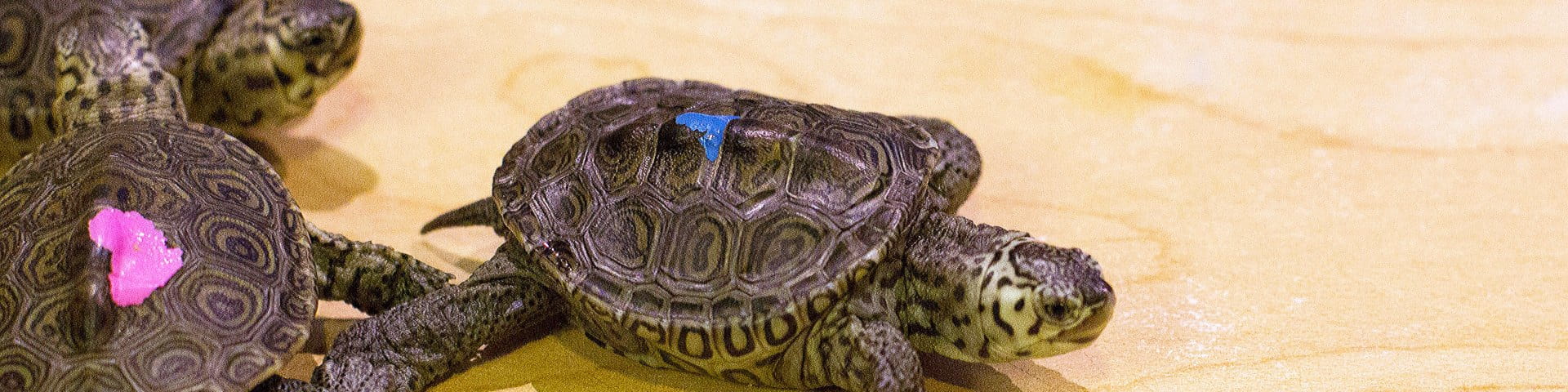 See our new terrapins in Outside In