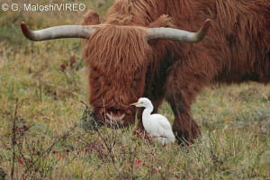 Cattle Egret