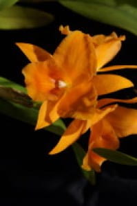 Orchid Image