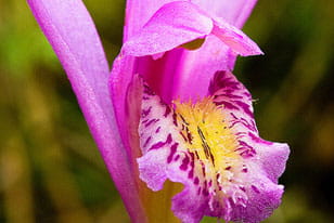 a Dragon's Mouth orchid