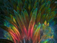 Feature detail of Nicobar Pigeon