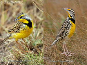 Yellow-throated longclaw