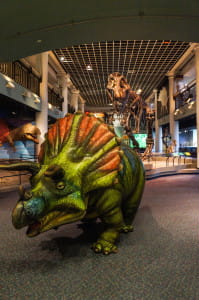 Tracy the Triceratops Photo: Mike Servedio/ANSP