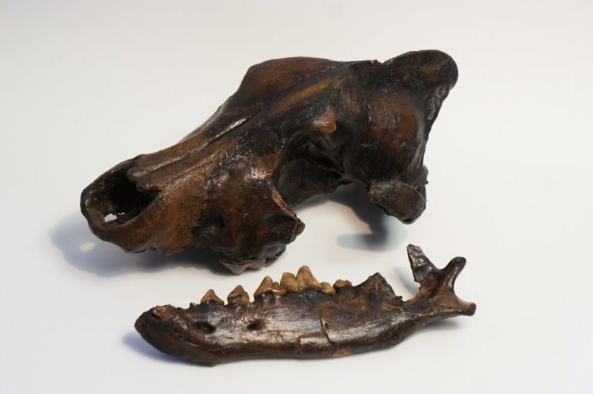 dire wolf skull