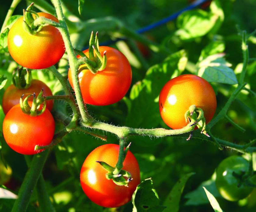 tomatoes on the vine