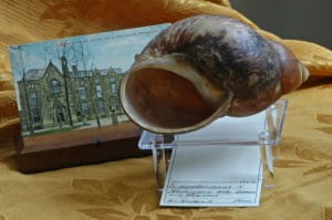 Large land snail, Megalobulimus popelairianus, collected by Brother Niceforo Maria in Peru in the early 1900s.