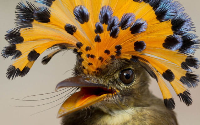 Royal Flycatcher