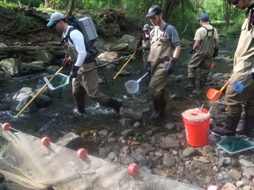Academy scientists return to Cobbs Creek near Havertown, Pa., every other year to monitor fish populations and species abundance for a long-term survey. Here they are electrofishing to capture and then release fish. Photo by: Sylvan Klein/ANS