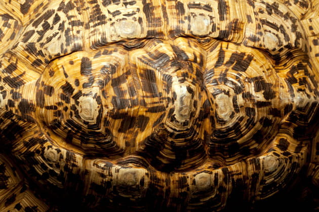 Tortoise Shell