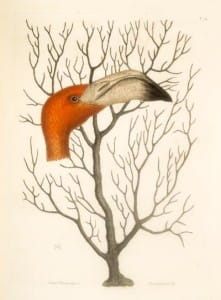 QH41 .C35