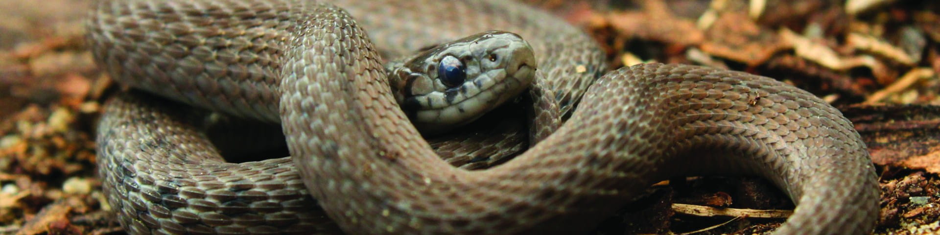 northern brown snake