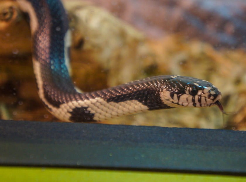 Titanoboa-11