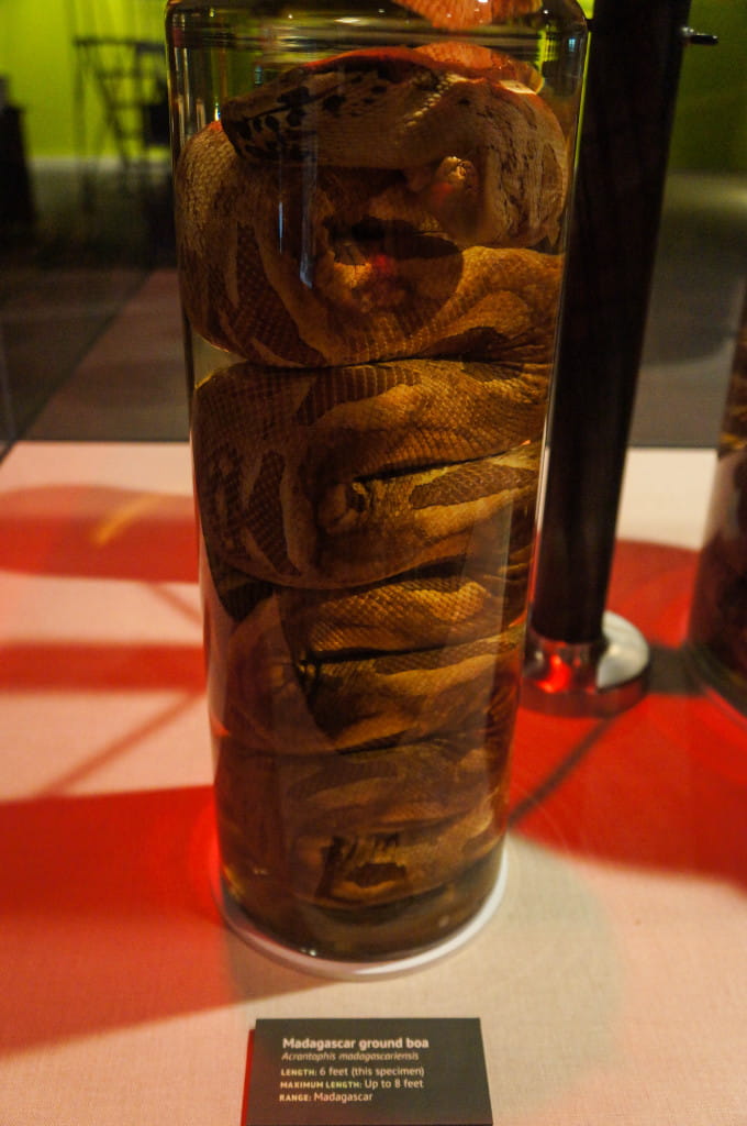Titanoboa-2