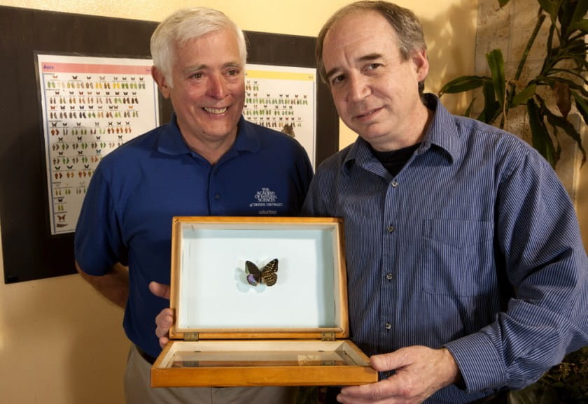 Volunteer Chris Johnson (left),  with entomologist Jason Weintraub and the preserved Lexias pardais. Photo by Doug Wechsler/VIREO