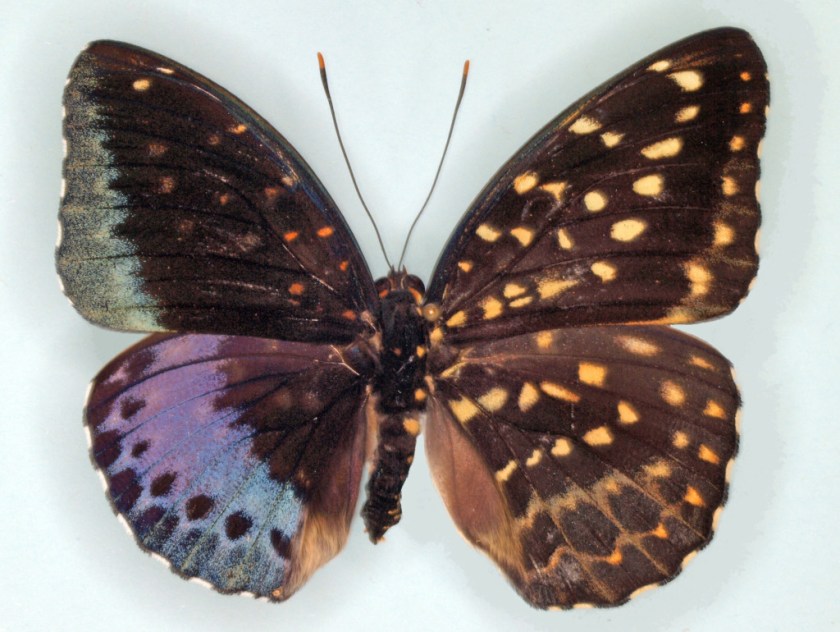 The right wings of this preserved Lexias pardais are characteristic of the female of the species and the left wings are typical of the male. Photo by  J.D. Weintraub/ANSP Entomology