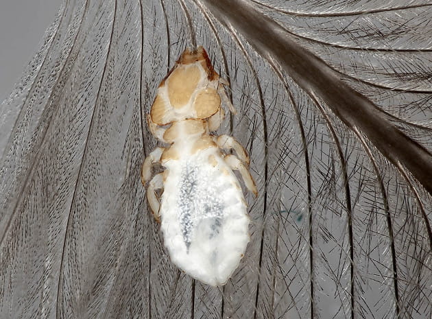 parasite on feather