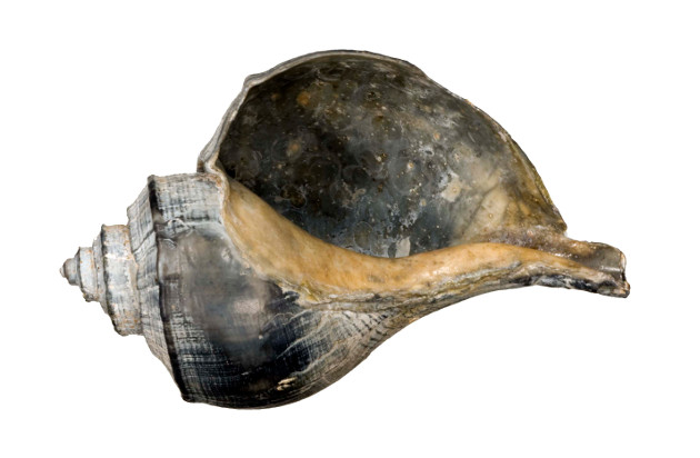 Blackened whelk-will you find this shell at the shore?