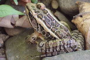 Pickerel Frog